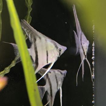 pterophyllum scalare (dantum)