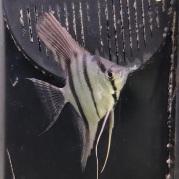 pterophyllum scalare (dantum)