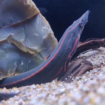 Mastacembelus erythrotaenia