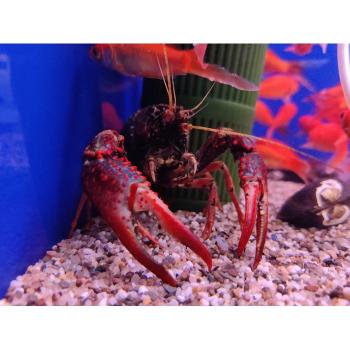 Procambarus Acutus