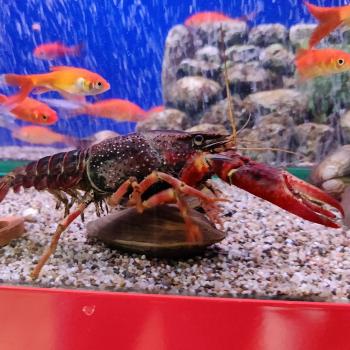 Procambarus Acutus