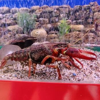 Procambarus Acutus
