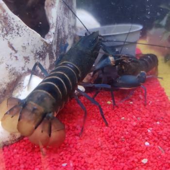 Cherax species (black scorpion)