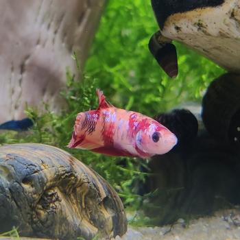 Betta splendens (vrouw) HMPK KOI GALAXY