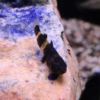 Brachygobius doriae