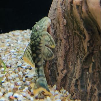 L-106 Hemiancistrus guahiborum