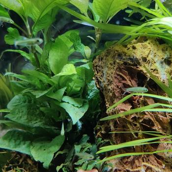 rasbora kubotai