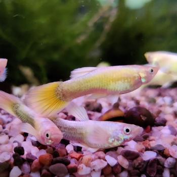 Lebistes reticulatus (Full Gold metalic)