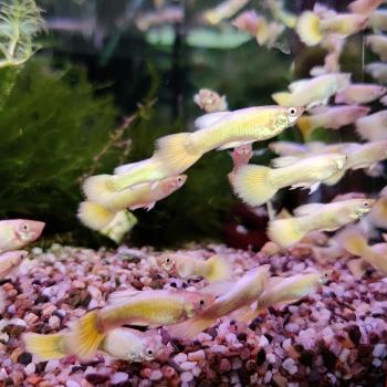 Lebistes reticulatus (Full Gold metalic)