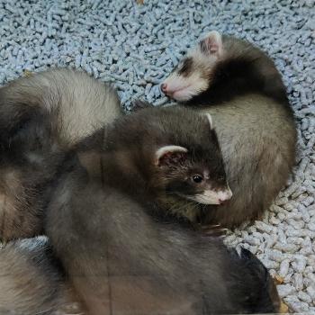 Mustela putorius furo