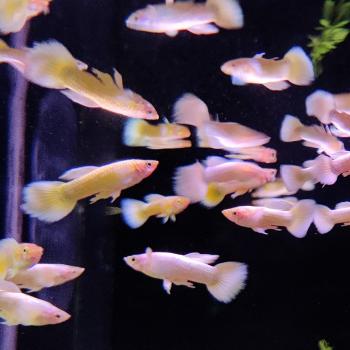 Lebistes reticulatus (Full Gold metalic)