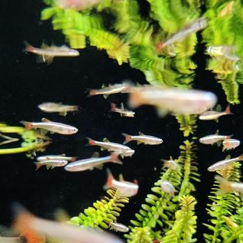 Tanichthys albonubes