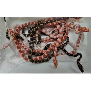 Pantherophis guttata