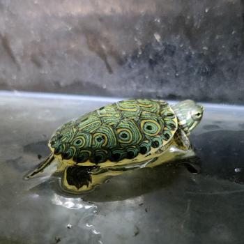 Pseudemys venusta