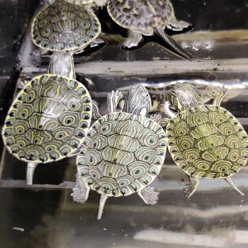Pseudemys venusta