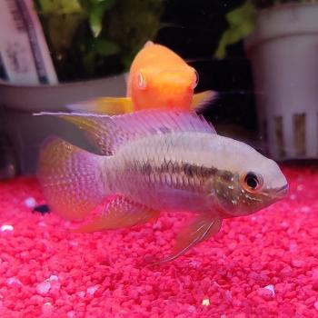 Laetacara curviceps