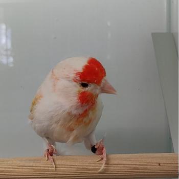 Carduelis carduelis x serinus canaria