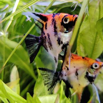 pterophyllum scalare (red devil)