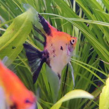 pterophyllum scalare (red devil)