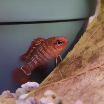 Dario Dario