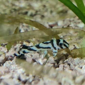 L-046 hypancistrus zebra