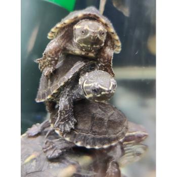 Sternotherus odoratus