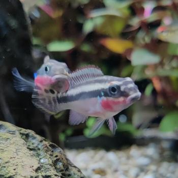Pelvicachromis taeniatus nigeria red 