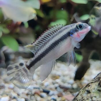 Pelvicachromis taeniatus nigeria red 