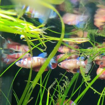 Betta splendens (vrouw) halfmoon koi