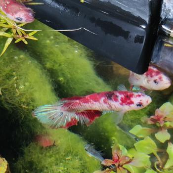 Betta splendens (vrouw) HMPK KOI GALAXY
