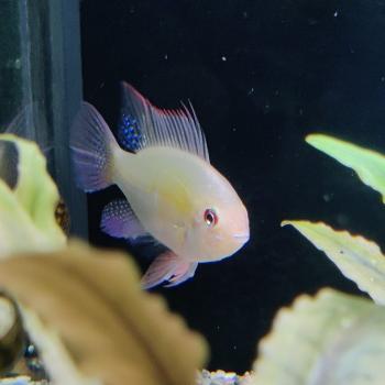 Microgeophagus ramirezi (gold)