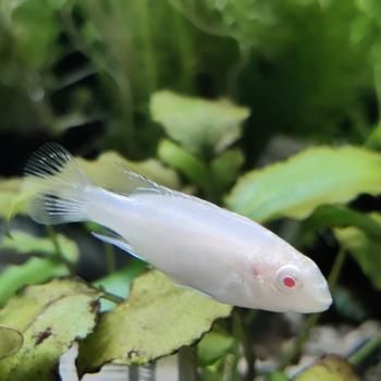 Pelvicachromis pulcher (albino)