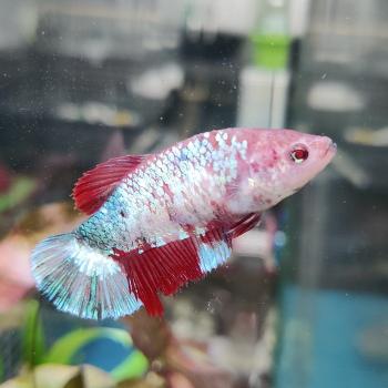 Betta splendens (vrouw) HMPK KOI GALAXY