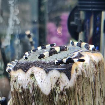 Yaoshania pachychilus