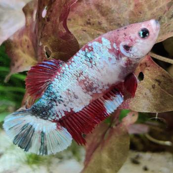 Betta splendens (vrouw) HMPK KOI GALAXY
