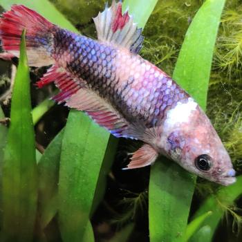 Betta splendens (vrouw) HMPK KOI GALAXY
