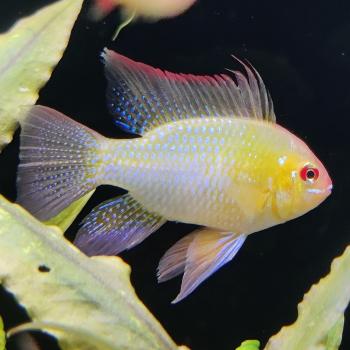 Microgeophagus ramirezi (gold)