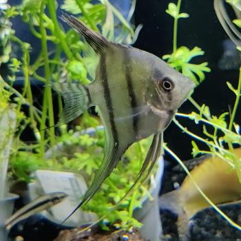 Pterophylum scalare (blank)
