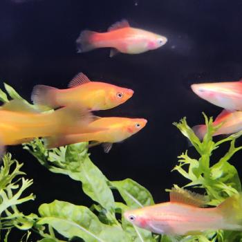 Xiphophorus helleri (mix)