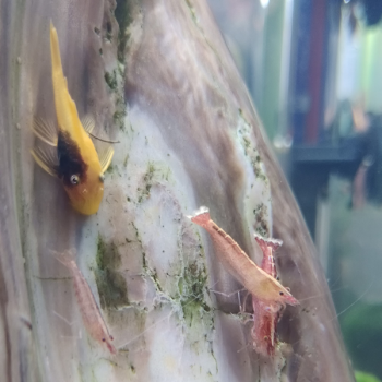Caridina cf. Babaulti (red malaya)