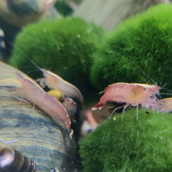 Caridina cf. Babaulti (red malaya)