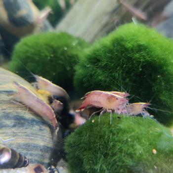 Caridina cf. Babaulti (red malaya)