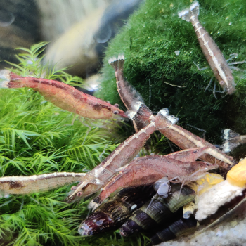 Caridina cf. Babaulti (red malaya)