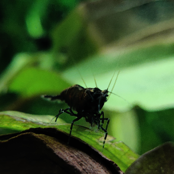 Neocaridina davidi var. (blue diamond)