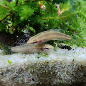 Parosphromenus sumatranus