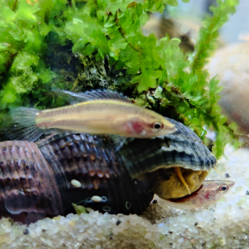 Parosphromenus sumatranus
