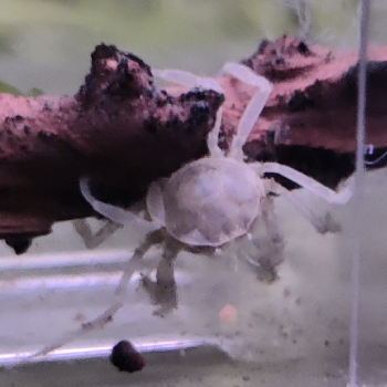 Limnopilos naiyanetri