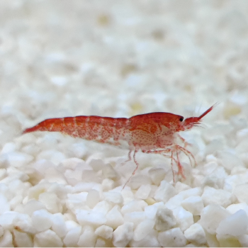 Halocaridina rubra