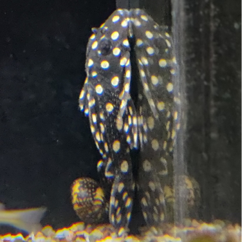 L-201, hypancistrus contradens