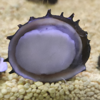 Neritina juttingae